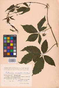 Parthenocissus quinquefolia (L.) Planch., Eastern Europe, Western region (E3) (Russia)