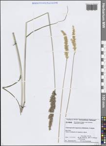 Calamagrostis lapponica (Wahlenb.) Hartm., Siberia, Central Siberia (S3) (Russia)