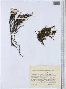 Cassiope tetragona (L.) D. Don, Siberia, Central Siberia (S3) (Russia)