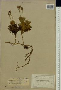 Diphasiastrum tristachyum (Pursh) Holub, Eastern Europe, Western region (E3) (Russia)