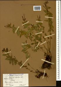 Epilobium algidum M. Bieb., Caucasus, Armenia (K5) (Armenia)