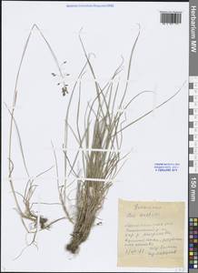 Poa arctica R.Br., Siberia, Chukotka & Kamchatka (S7) (Russia)