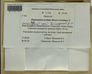 Plagiomnium medium (Bruch & Schimp.) T.J. Kop., Bryophytes, Bryophytes - Krasnoyarsk Krai, Tyva & Khakassia (B17) (Russia)