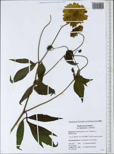 Rudbeckia laciniata L., Siberia, Baikal & Transbaikal region (S4) (Russia)