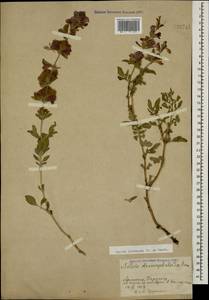 Salvia hydrangea DC. ex Benth., Caucasus, Armenia (K5) (Armenia)