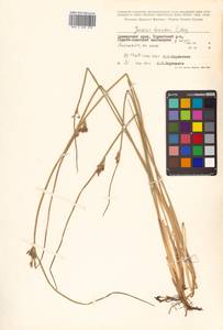 Juncus haenkei E. Mey., Siberia, Russian Far East (S6) (Russia)