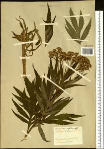Jacobaea cannabifolia (Less.) E. Wiebe, Siberia, Baikal & Transbaikal region (S4) (Russia)