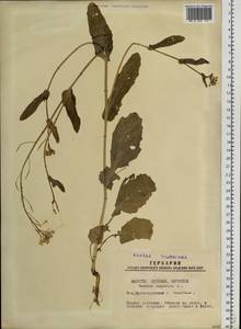 Brassica rapa subsp. oleifera (DC.) Metzg., Siberia, Western Siberia (S1) (Russia)