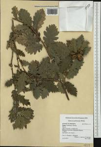 Quercus pubescens Willd. , nom. cons., Western Europe (EUR) (Spain)