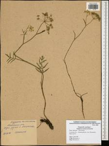 Pimpinella saxifraga L., Eastern Europe, Central region (E4) (Russia)