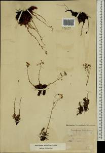 Saxifraga bronchialis subsp. bronchialis, Mongolia (MONG) (Mongolia)