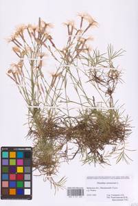 Dianthus arenarius L., Eastern Europe, Western region (E3) (Russia)