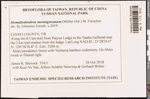 Homaliodendron montagneanum (Müll. Hal.) M. Fleisch., Bryophytes, Bryophytes - Asia (outside ex-Soviet states) (BAs) (Taiwan)