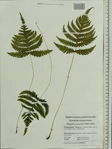 Phegopteris connectilis (Michx.) Watt, Eastern Europe, Northern region (E1) (Russia)