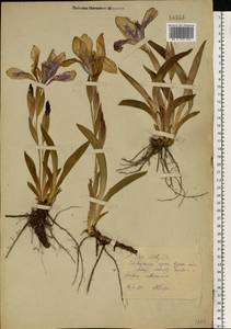 Iris aphylla L., Eastern Europe, Central forest-and-steppe region (E6) (Russia)