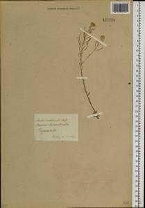 Stevenia cheiranthoides DC., Siberia, Baikal & Transbaikal region (S4) (Russia)