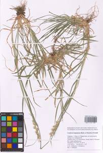 Cenchrus longispinus (Hack.) Fernald, Eastern Europe, North Ukrainian region (E11) (Ukraine)