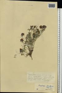 Oxytropis floribunda (Pall.)DC., Eastern Europe, Eastern region (E10) (Russia)