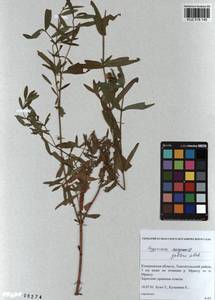 KUZ 018 145, Hypericum ascyron subsp. gebleri (Ledeb.) N. Robson, Siberia, Altai & Sayany Mountains (S2) (Russia)