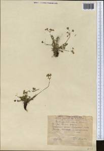 Aulacospermum roseum Korovin, Middle Asia, Pamir & Pamiro-Alai (M2) (Uzbekistan)