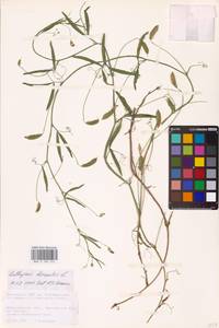 Lathyrus hirsutus L., Eastern Europe, Lower Volga region (E9) (Russia)