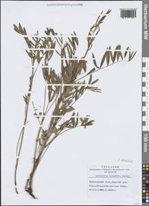 Onobrychis arenaria subsp. sibirica (Širj.) P.W.Ball, Siberia, Central Siberia (S3) (Russia)