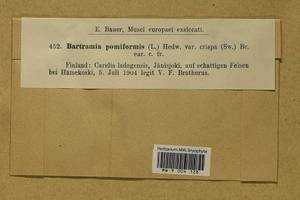 Bartramia pomiformis Hedw., Bryophytes, Bryophytes - Karelia, Leningrad & Murmansk Oblasts (B4) (Russia)