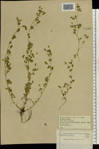 Medicago lupulina L., Eastern Europe, Central forest-and-steppe region (E6) (Russia)