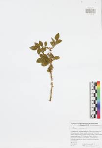 Rosa canina L., Eastern Europe, Central region (E4) (Russia)