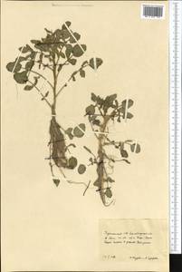 Nasturtium officinale W. T. Aiton, Middle Asia, Kopet Dag, Badkhyz, Small & Great Balkhan (M1) (Turkmenistan)