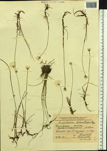 Eriophorum scheuchzeri Hoppe, Siberia, Western Siberia (S1) (Russia)