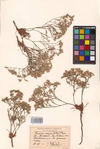 Limonium caspium (Willd.) Gams, Middle Asia, Caspian Ustyurt & Northern Aralia (M8) (Kazakhstan)