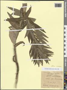 Lilium armenum (Miscz. ex Grossh.) Manden., Caucasus, Armenia (K5) (Armenia)