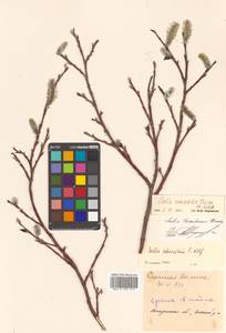 Salix taraikensis Kimura, Siberia, Chukotka & Kamchatka (S7) (Russia)