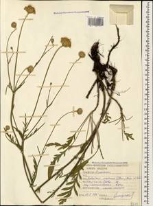Cephalaria uralensis (Murray) Roem. & Schult., Caucasus, Stavropol Krai, Karachay-Cherkessia & Kabardino-Balkaria (K1b) (Russia)