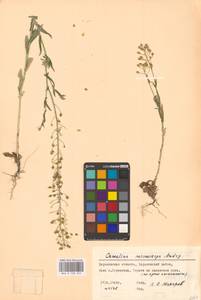 Camelina microcarpa Andrz. ex DC., Eastern Europe, North Ukrainian region (E11) (Ukraine)