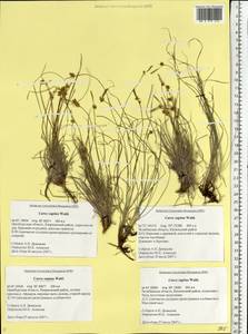 Carex supina Willd. ex Wahlenb., Eastern Europe, Eastern region (E10) (Russia)