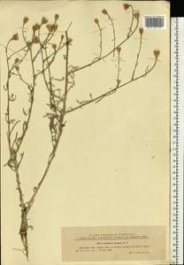 Centaurea arenaria M. Bieb. ex Willd., Eastern Europe, West Ukrainian region (E13) (Ukraine)