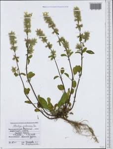 Stachys annua subsp. annua, Caucasus, Krasnodar Krai & Adygea (K1a) (Russia)