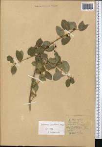 Lonicera korolkowii Stapf, Middle Asia, Western Tian Shan & Karatau (M3)