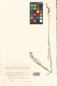 Erysimum diffusum Ehrh., Eastern Europe, Lower Volga region (E9) (Russia)