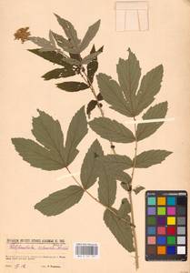 Filipendula ulmaria (L.) Maxim., Eastern Europe, North-Western region (E2) (Russia)