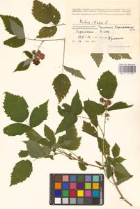 Rubus idaeus L., Eastern Europe, Estonia (E2c) (Estonia)