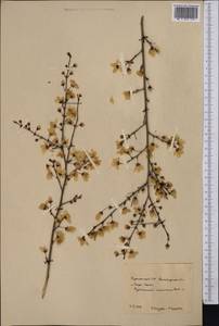 Prunus, Middle Asia, Kopet Dag, Badkhyz, Small & Great Balkhan (M1) (Turkmenistan)