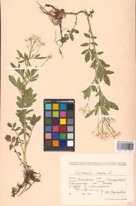 Cardamine amara L., Eastern Europe, Moscow region (E4a) (Russia)