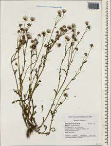 Senecio vulgaris L., Crimea (KRYM) (Russia)