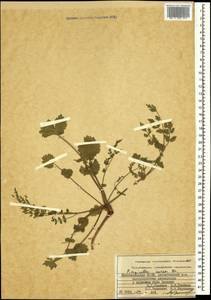 Pimpinella aurea DC., Caucasus, Azerbaijan (K6) (Azerbaijan)