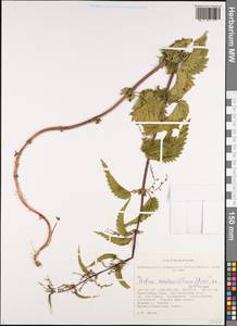 Urtica dioica subsp. sondenii (Simmons) Hyl., Siberia, Altai & Sayany Mountains (S2) (Russia)