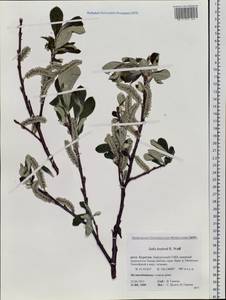Salix krylovii E. Wolf, Siberia, Baikal & Transbaikal region (S4) (Russia)