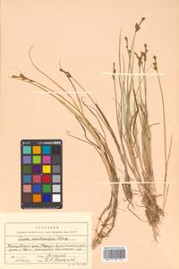 Carex mackenziei V.I.Krecz., Siberia, Russian Far East (S6) (Russia)